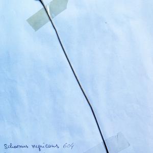 Photographie n°3133115 du taxon Schoenus nigricans L. [1753]