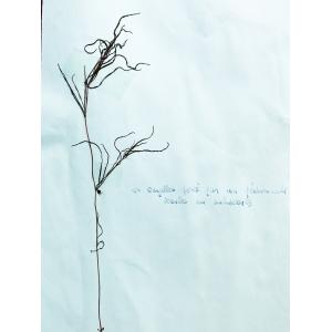 Zannichellia peltata Bertol. (Zannichellie peltée)