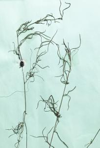 Liliane Roubaudi, le 19 avril 2004 (La Teste-de-Buch)