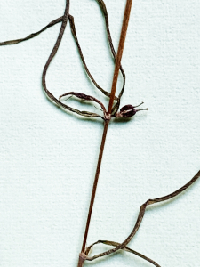 Liliane Roubaudi, le 19 avril 2004 (La Teste-de-Buch)