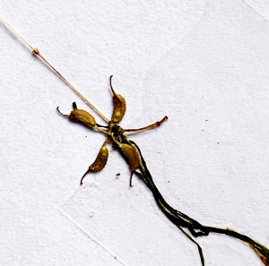 Liliane Roubaudi, le 19 avril 2004 (La Teste-de-Buch)