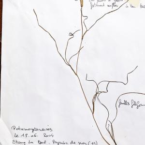  - Ruppia maritima L. [1753]
