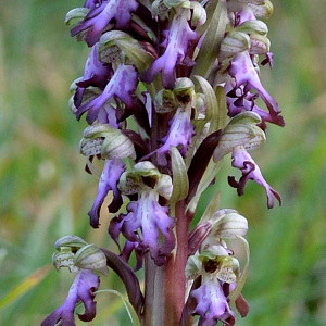 Photographie n°3133174 du taxon Himantoglossum robertianum (Loisel.) P.Delforge