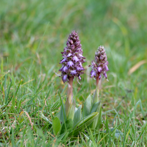 Photographie n°3133176 du taxon Himantoglossum robertianum (Loisel.) P.Delforge