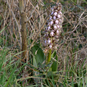 Photographie n°3133180 du taxon Himantoglossum robertianum (Loisel.) P.Delforge