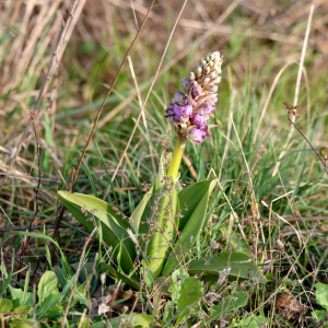 Photographie n°3133181 du taxon Himantoglossum robertianum (Loisel.) P.Delforge