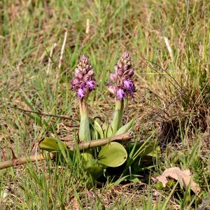 Photographie n°3133470 du taxon Himantoglossum robertianum (Loisel.) P.Delforge