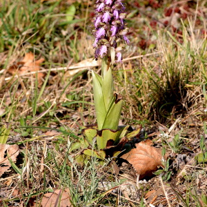 Photographie n°3133471 du taxon Himantoglossum robertianum (Loisel.) P.Delforge
