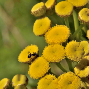 Photographie n°3133738 du taxon Tanacetum vulgare L. [1753]