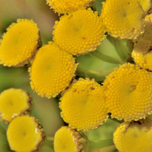 Photographie n°3133740 du taxon Tanacetum vulgare L. [1753]
