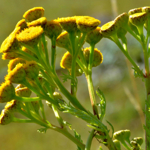 Photographie n°3133742 du taxon Tanacetum vulgare L. [1753]