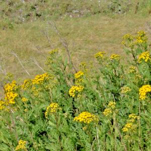 Photographie n°3133743 du taxon Tanacetum vulgare L. [1753]