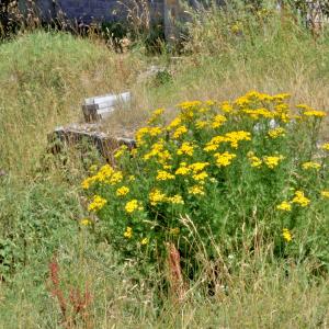 Photographie n°3133744 du taxon Tanacetum vulgare L. [1753]