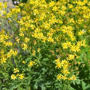  - Senecio squalidus subsp. rupestris (Waldst. & Kit.) Greuter [2005]