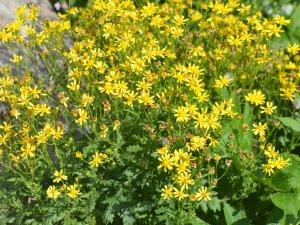 Jean-Claude Lincker, le  3 août 2024 (Villar-d'Arêne)