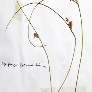 Photographie n°3134129 du taxon Juncus inflexus L. [1753]