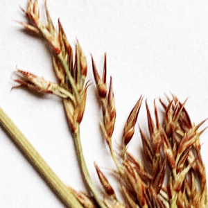Photographie n°3134130 du taxon Juncus inflexus L. [1753]