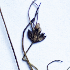 Photographie n°3134145 du taxon Juncus bulbosus L. [1753]