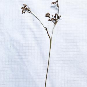 Photographie n°3134146 du taxon Juncus acutiflorus Ehrh. ex Hoffm. [1791]