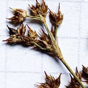 Photographie n°3134147 du taxon Juncus acutiflorus Ehrh. ex Hoffm. [1791]