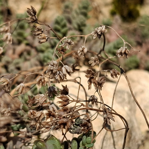 Photographie n°3134631 du taxon Sedum dasyphyllum L. [1753]