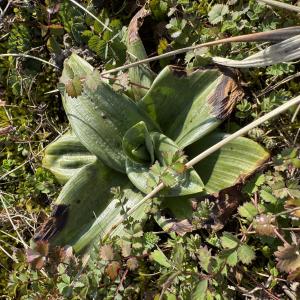 Photographie n°3134656 du taxon Himantoglossum robertianum (Loisel.) P.Delforge [1999]