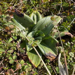 Himantoglossum robertianum
