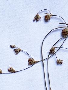 Liliane Roubaudi, le 18 juin 1999 (Avène)