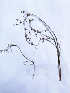 Liliane Roubaudi, le 18 juin 1999 (Avène)