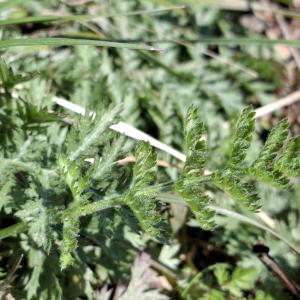 Photographie n°3136604 du taxon Tanacetum corymbosum (L.) Sch.Bip. [1844]