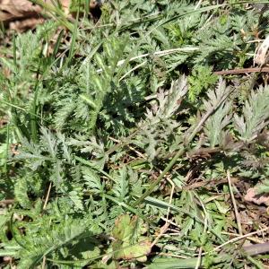 Photographie n°3136605 du taxon Tanacetum corymbosum (L.) Sch.Bip. [1844]