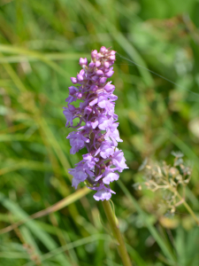 Jean-Claude Lincker, le  3 août 2024 (Villar-d'Arêne)