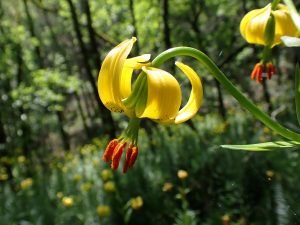 France Rosmann, le 23 mai 2023 (Caudebronde)