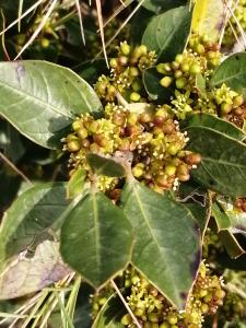 Patrick Ressayre, le  8 mars 2025 (Saint-Alban-Auriolles)