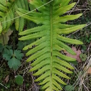  - Polypodium cambricum subsp. cambricum