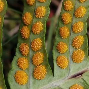  - Polypodium cambricum subsp. cambricum