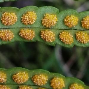  - Polypodium cambricum subsp. cambricum