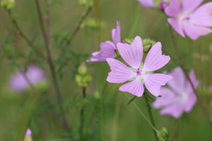 Romain DESCHAMPS, le  1 juillet 2016 (Châtel-de-Neuvre)