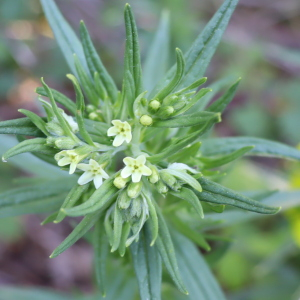 Photographie n°3139278 du taxon Lithospermum officinale L. [1753]