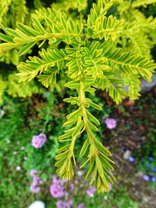 Alain Bigou, le  2 juin 2024 (Septfonds (Roy-Haut ))