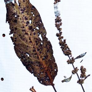  - Rumex acutus L. [1753]