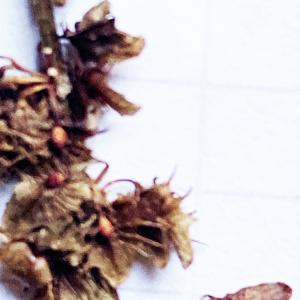  - Rumex acutus L. [1753]