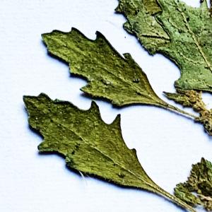  - Chenopodium pumilio R.Br. [1810]
