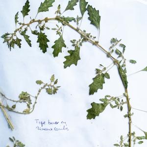  - Chenopodium pumilio R.Br. [1810]