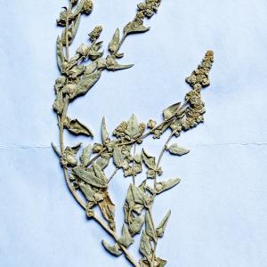  - Atriplex tatarica L. [1753]