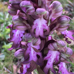 Photographie n°3141827 du taxon Himantoglossum robertianum (Loisel.) P.Delforge