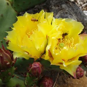 Photographie n°3142638 du taxon Opuntia humifusa (Raf.) Raf. [1830]