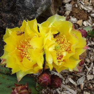 Photographie n°3142640 du taxon Opuntia humifusa (Raf.) Raf. [1830]