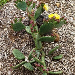 Photographie n°3142641 du taxon Opuntia humifusa (Raf.) Raf. [1830]