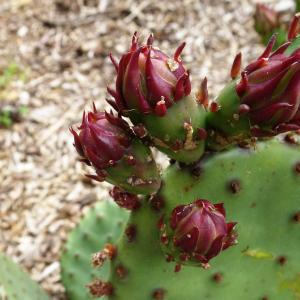 Photographie n°3142642 du taxon Opuntia humifusa (Raf.) Raf. [1830]